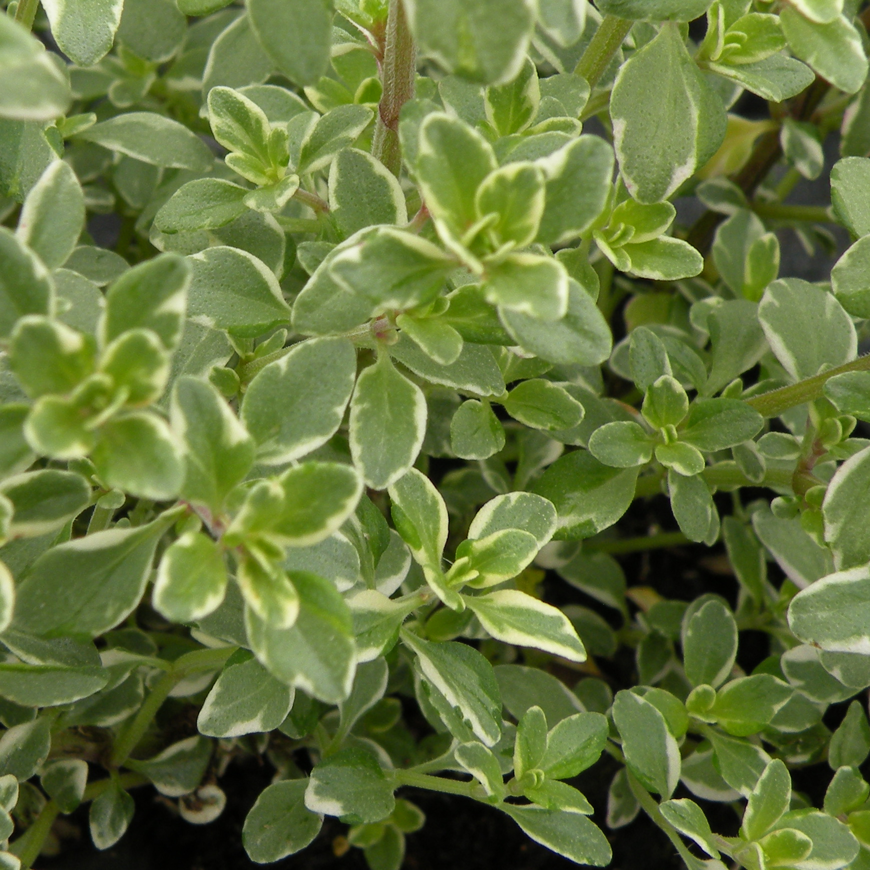 Thyme Silver Queen